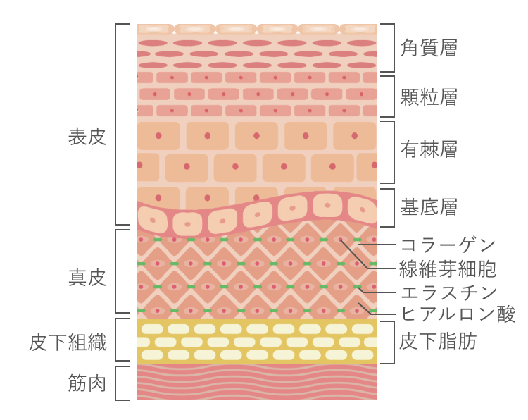 たるみは全ての層に対してアプローチが必要 表皮 真皮 皮下組織 筋肉 角質層 顆粒層 有棘層 基底層 コラーゲン 繊維芽細胞 エラスチン ヒアルロン酸 皮下脂肪